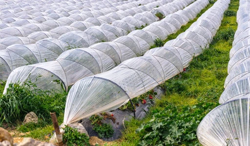 Greenhouse and Tunnel Film